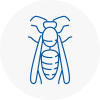 West Ealing Wasp Nest Removal